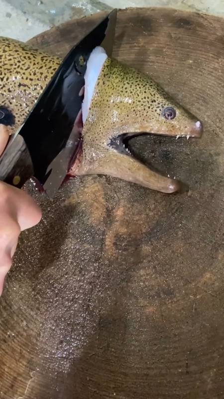 土豪吃的虎鳗鱼,一刀下去,大伙惊呆了.