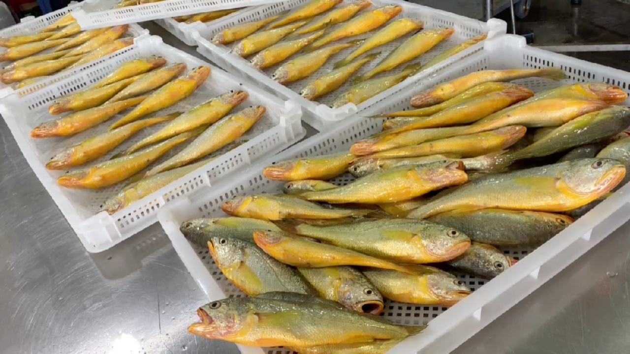 东山岛海鲜:海捕野生黄花鱼,金灿灿,比黄金还贵