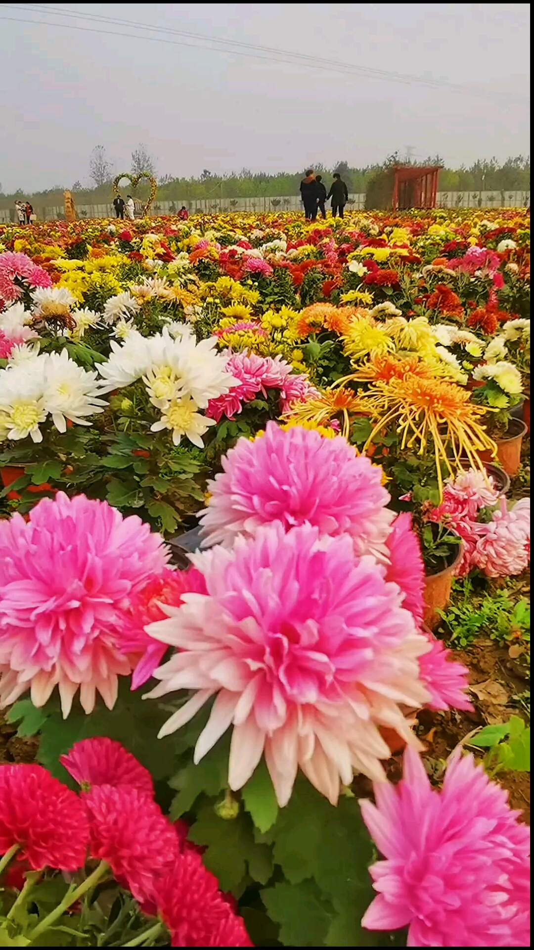 那丛丛簇簇的菊花色彩斑斓有黄菊墨菊龙爪菊姿态各异生意盎然