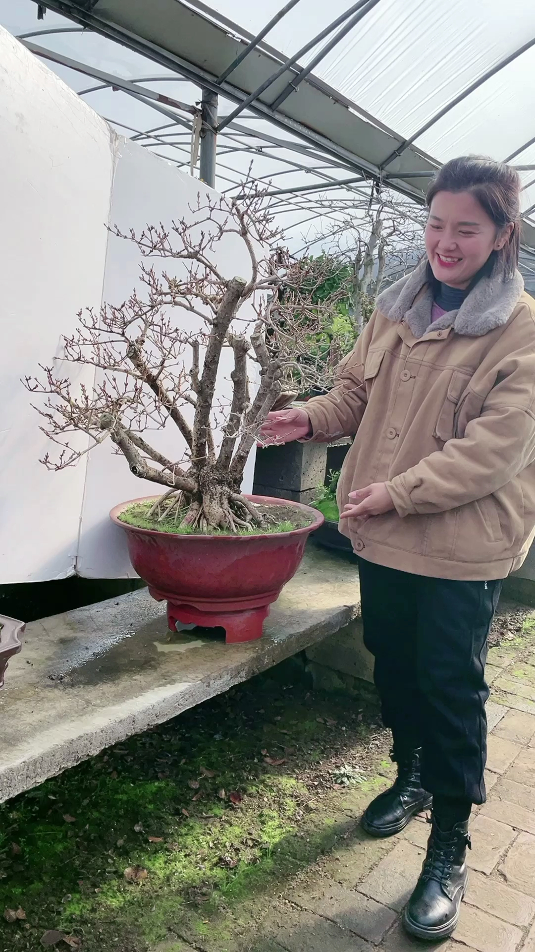 连翘老桩