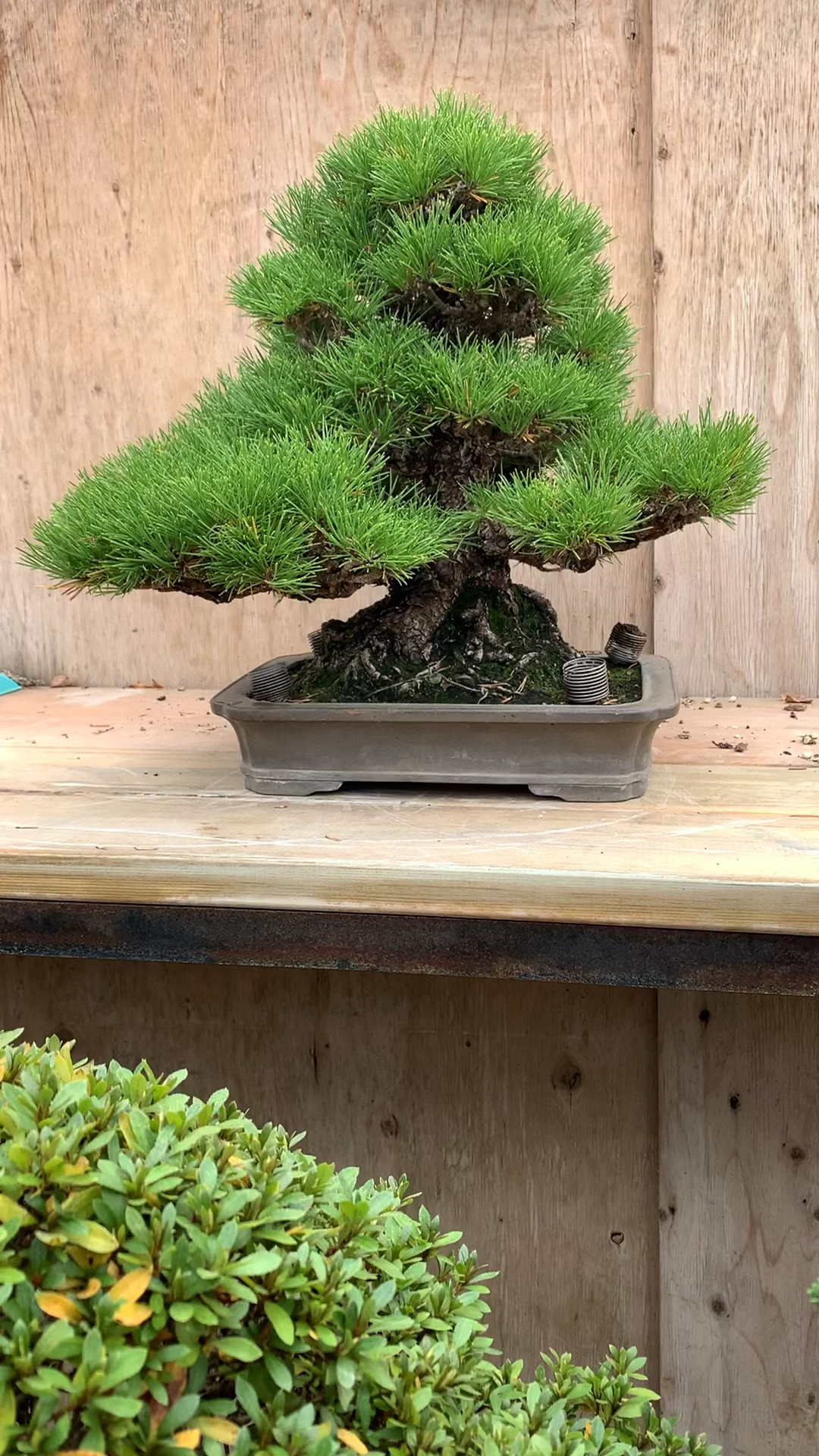 老到不能再老的一棵三河黑松