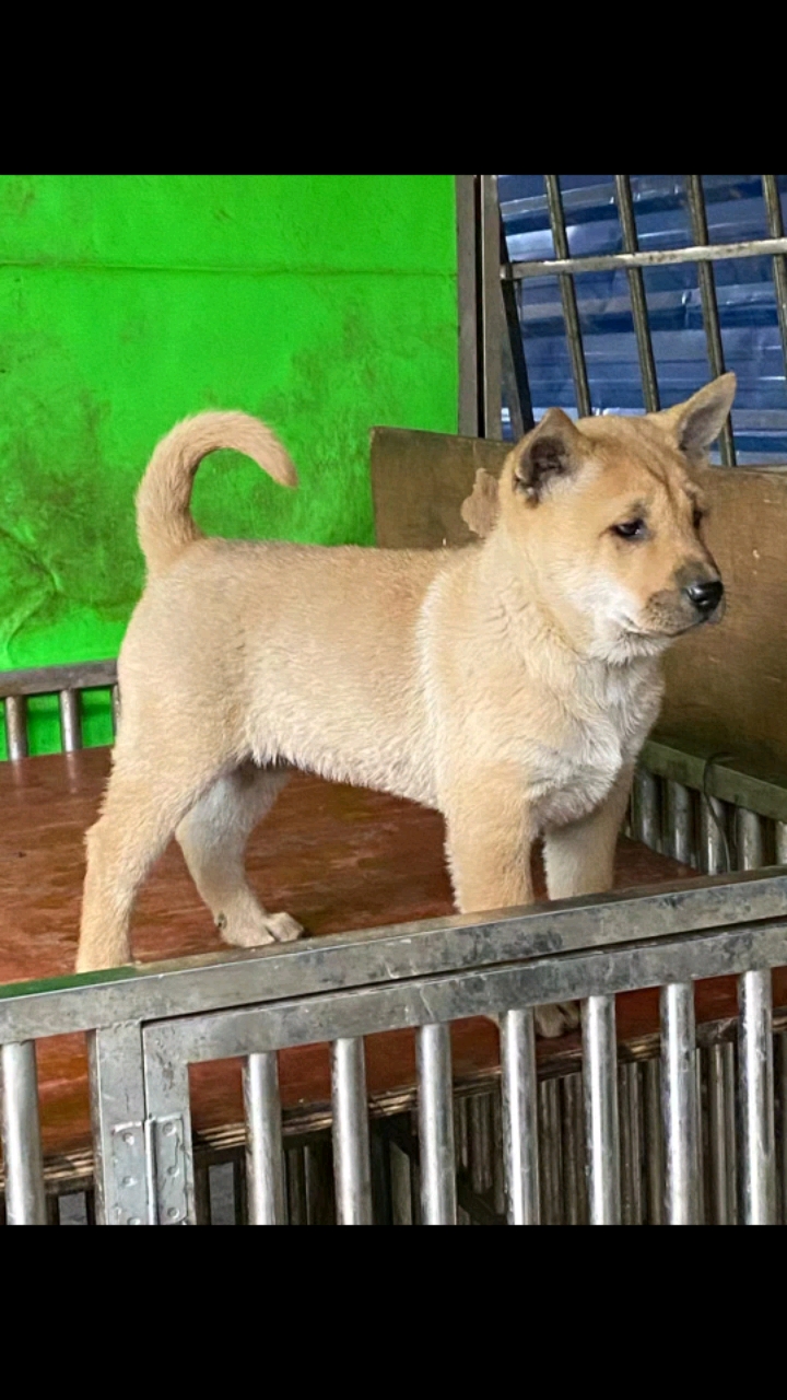 广西土猎犬出售2020图片
