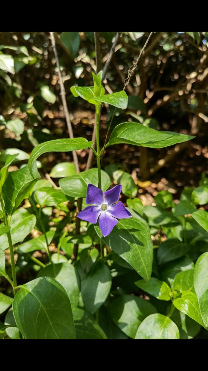 蔓长春花#春光潋滟晴方好,蔓长春花色正浓蔓长春花