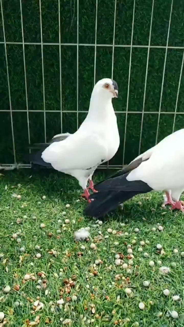 鸽魔#铁翅膀点子种鸽