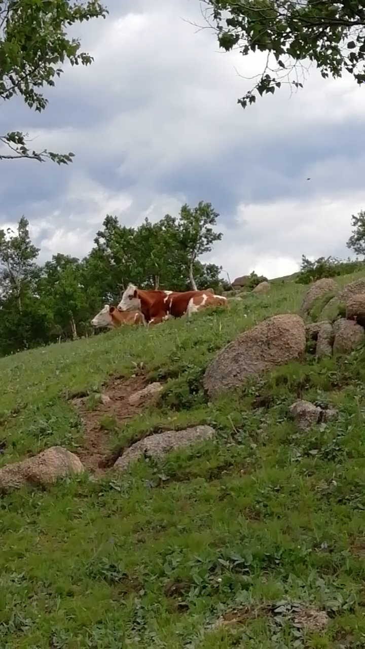 牛儿在山坡上吃草