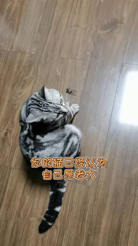 家有萌宠#喵大佬的四鲻表现4