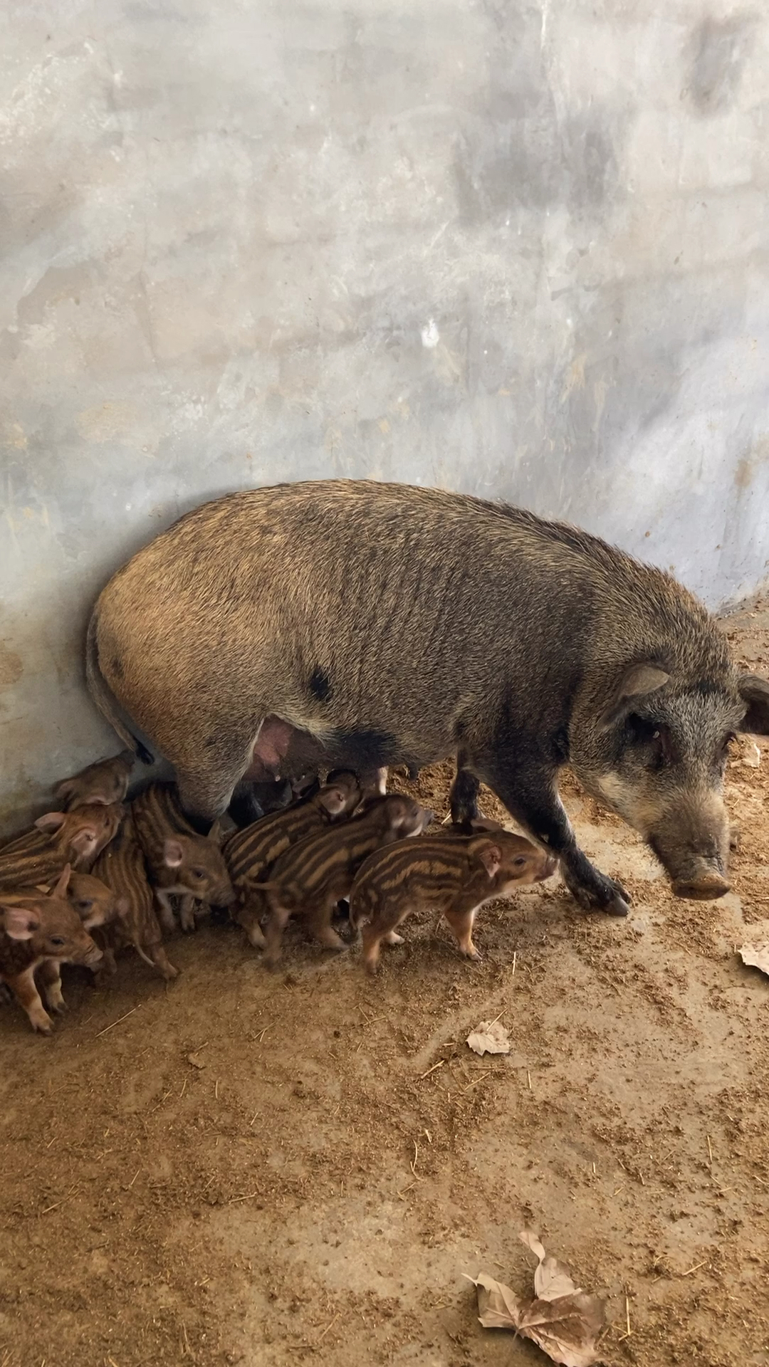 刚出生一星期的野猪人工养殖的纯种野猪产仔率高