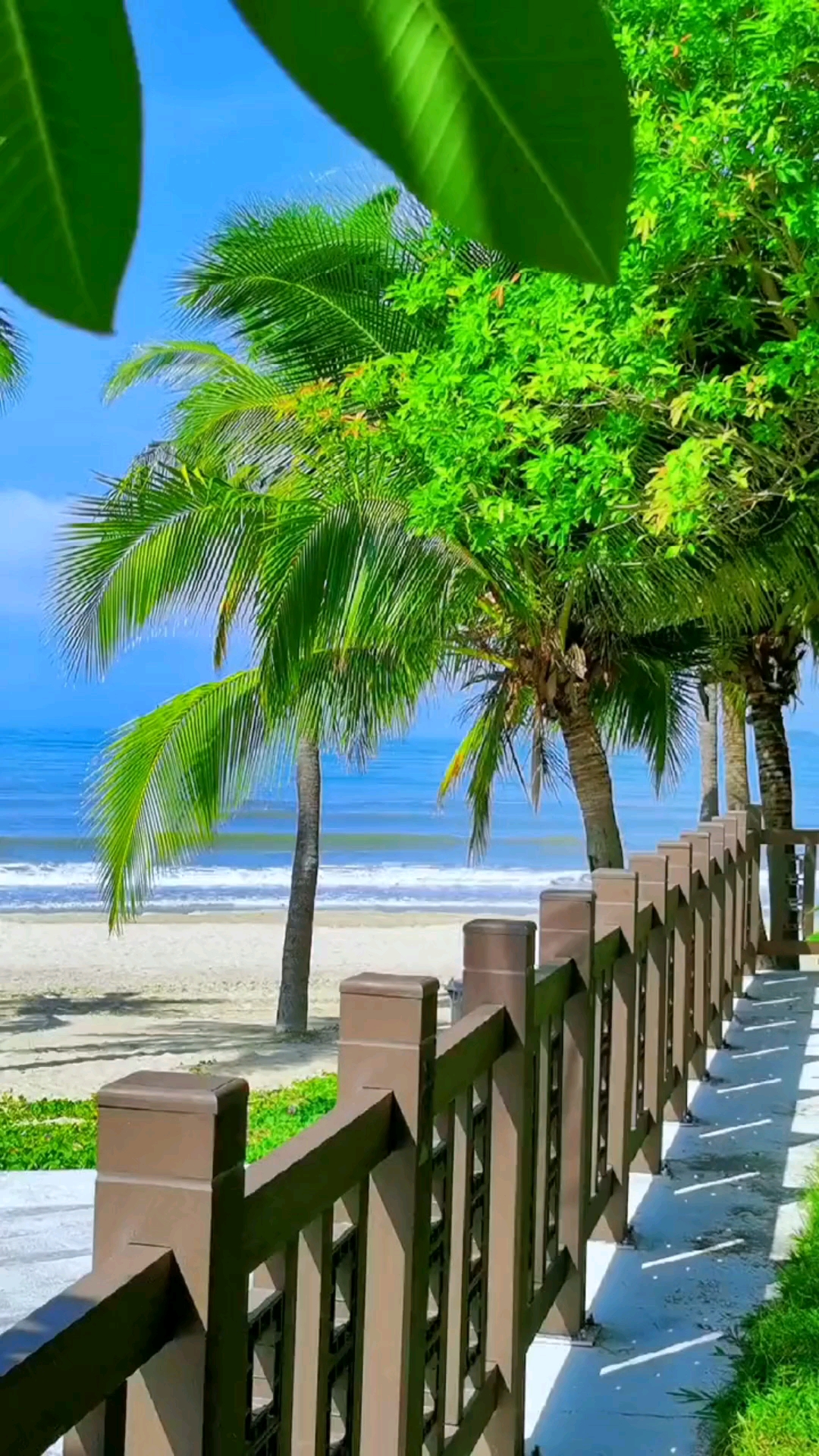 三亚:海边的椰林中,夏日清凉,风景秀丽,椰海风情醉游人!