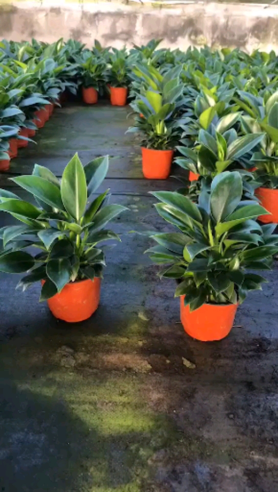 绿公主又叫大金钻吸甲醛的能手