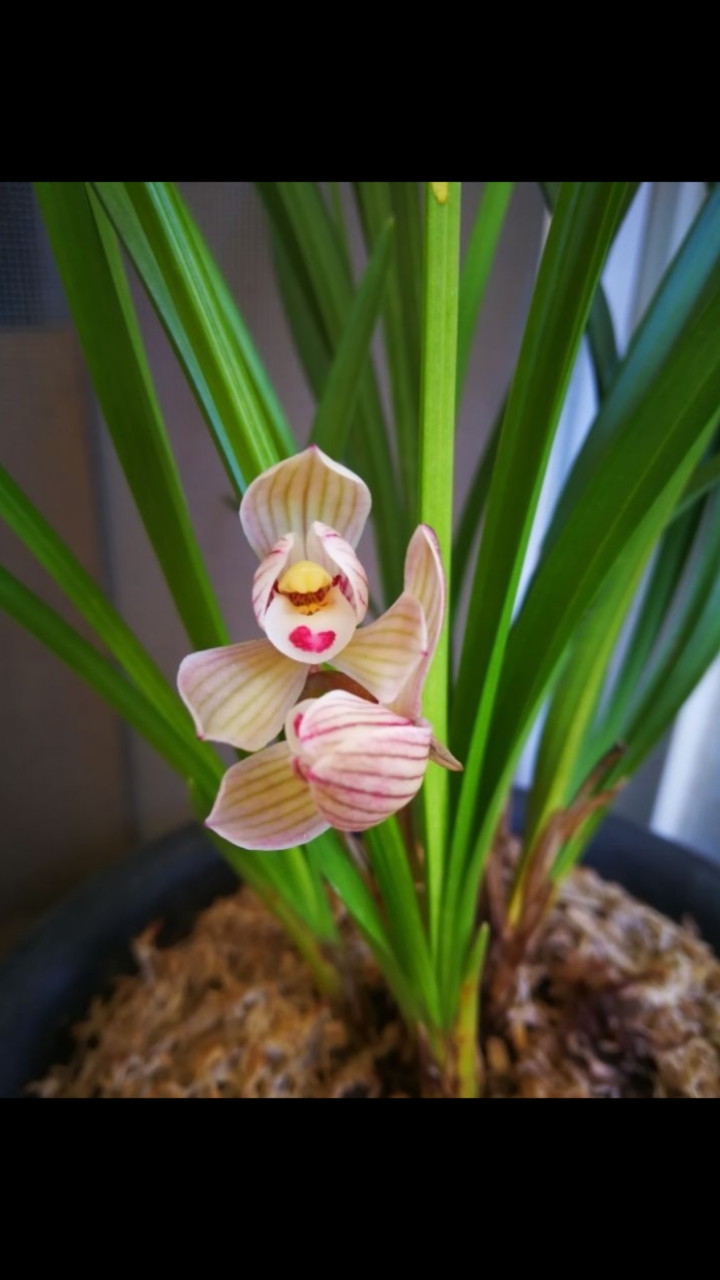 莲瓣兰出水芙蓉