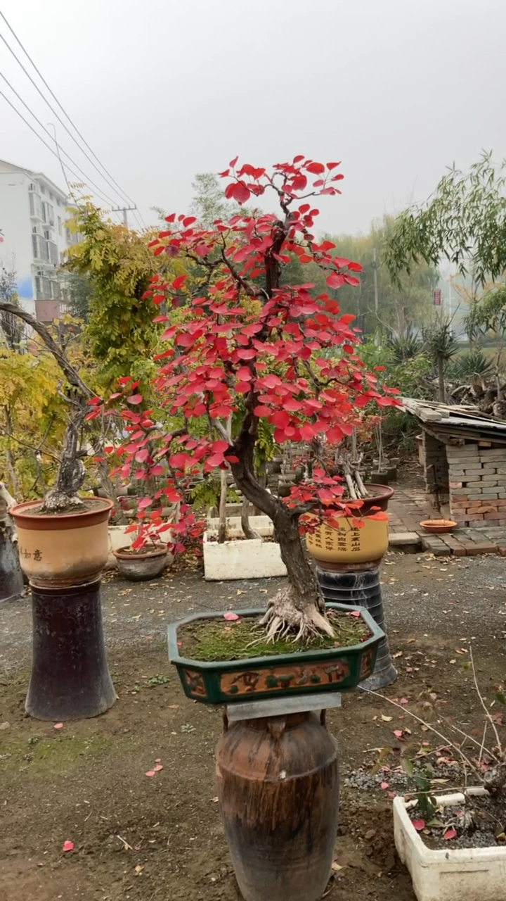 红叶黄栌盆景修剪技术图片