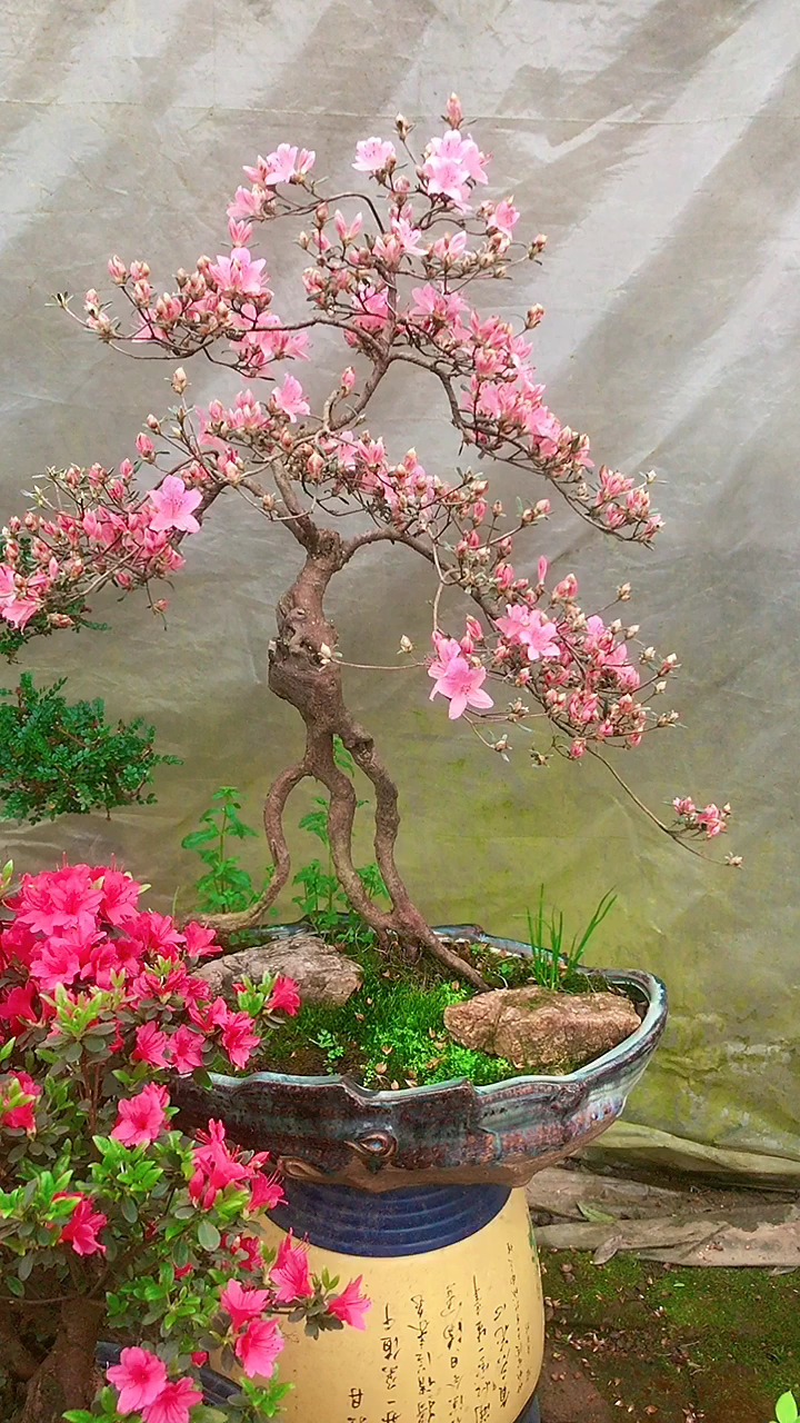 提根映山红.马上爆盆