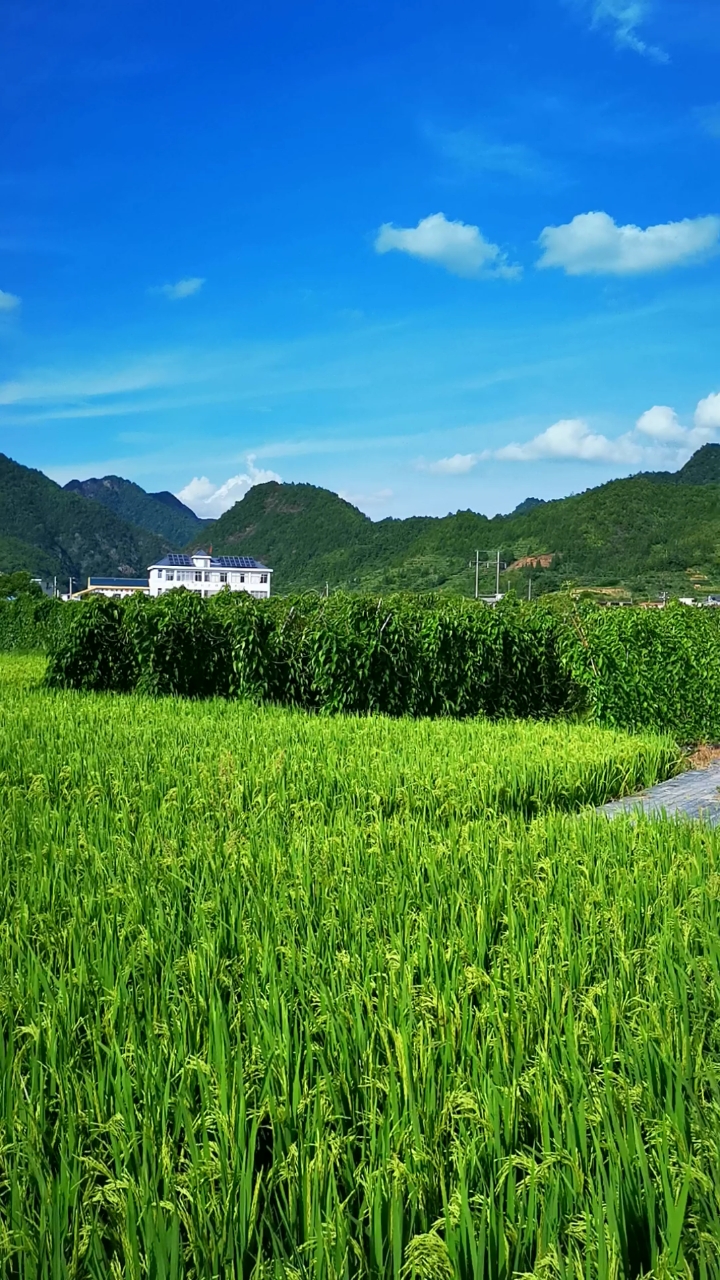 带上全民去旅行#夏天的田野,宁静又充满生机,如此被治愈了