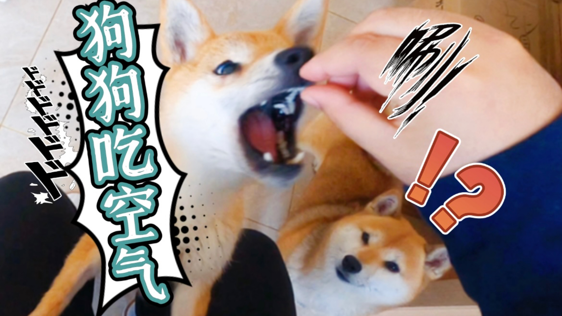 柴犬#狗狗吃空气,幸亏是自家狗子,不然手指头就危险了!