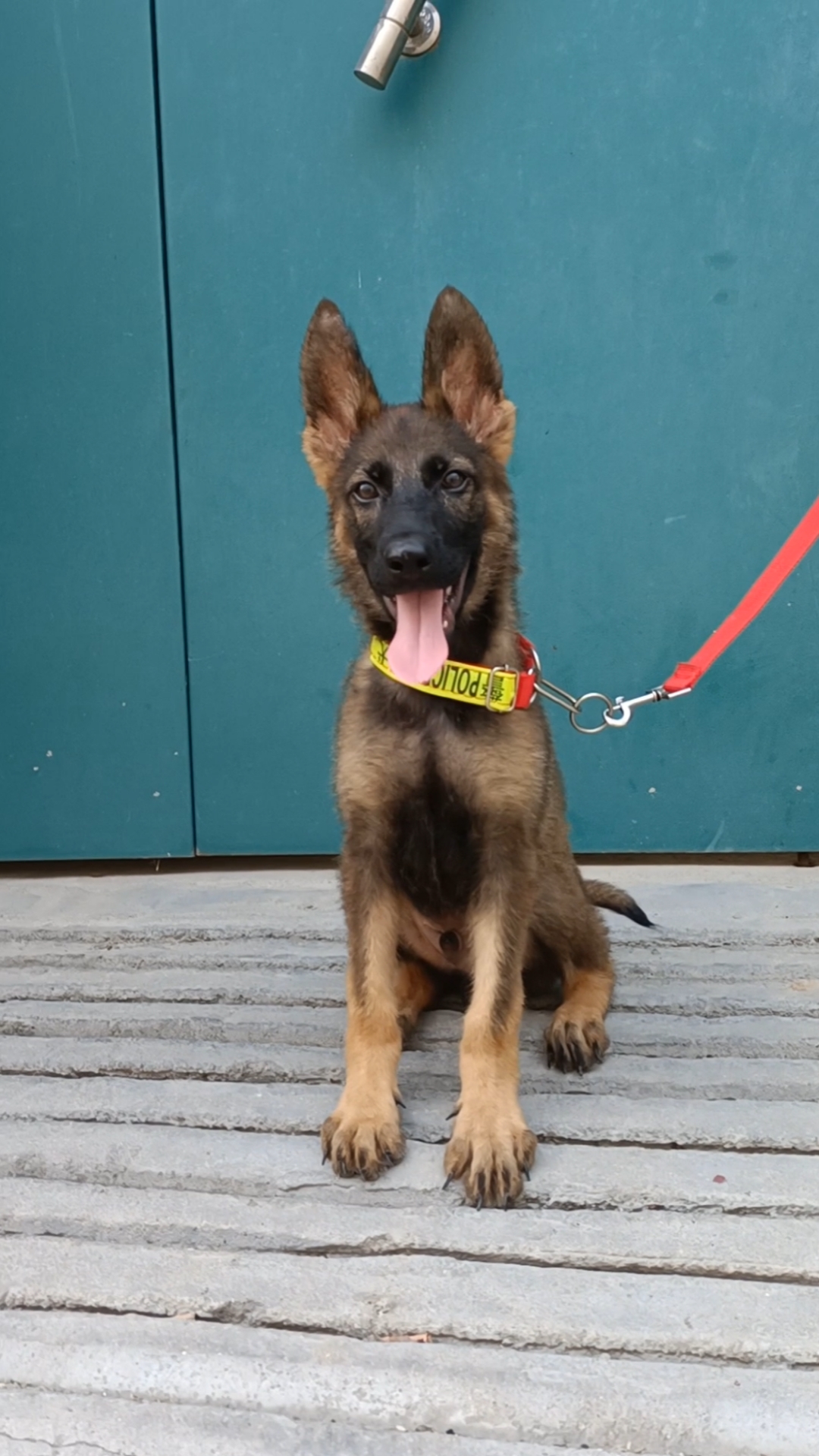 狼灰色的东德牧羊犬这个样子长大了别人会不会看着是条狼呢