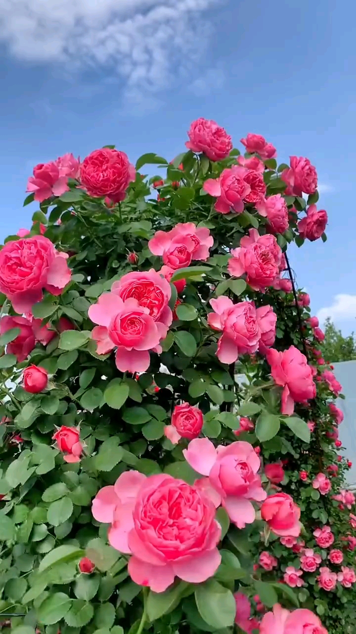 藤本月季粉色达芬奇花量多花期长多季循环开花