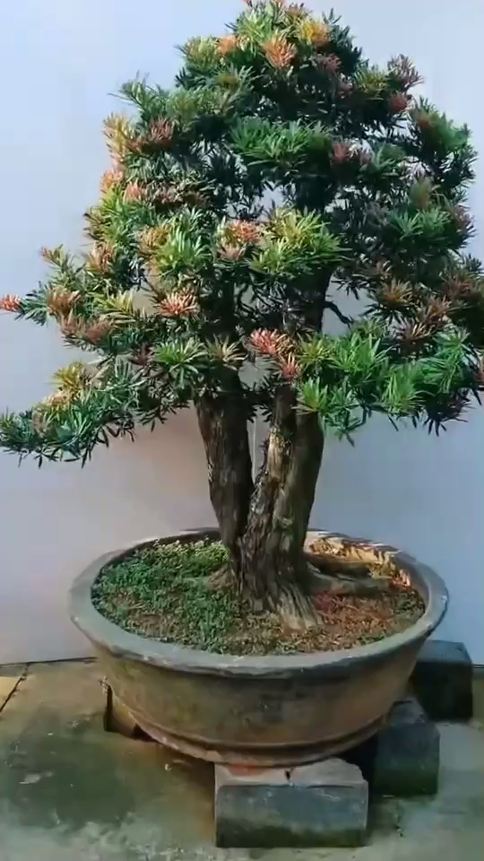 #感谢全民我要上热门#精品红芽罗汉松-度小视