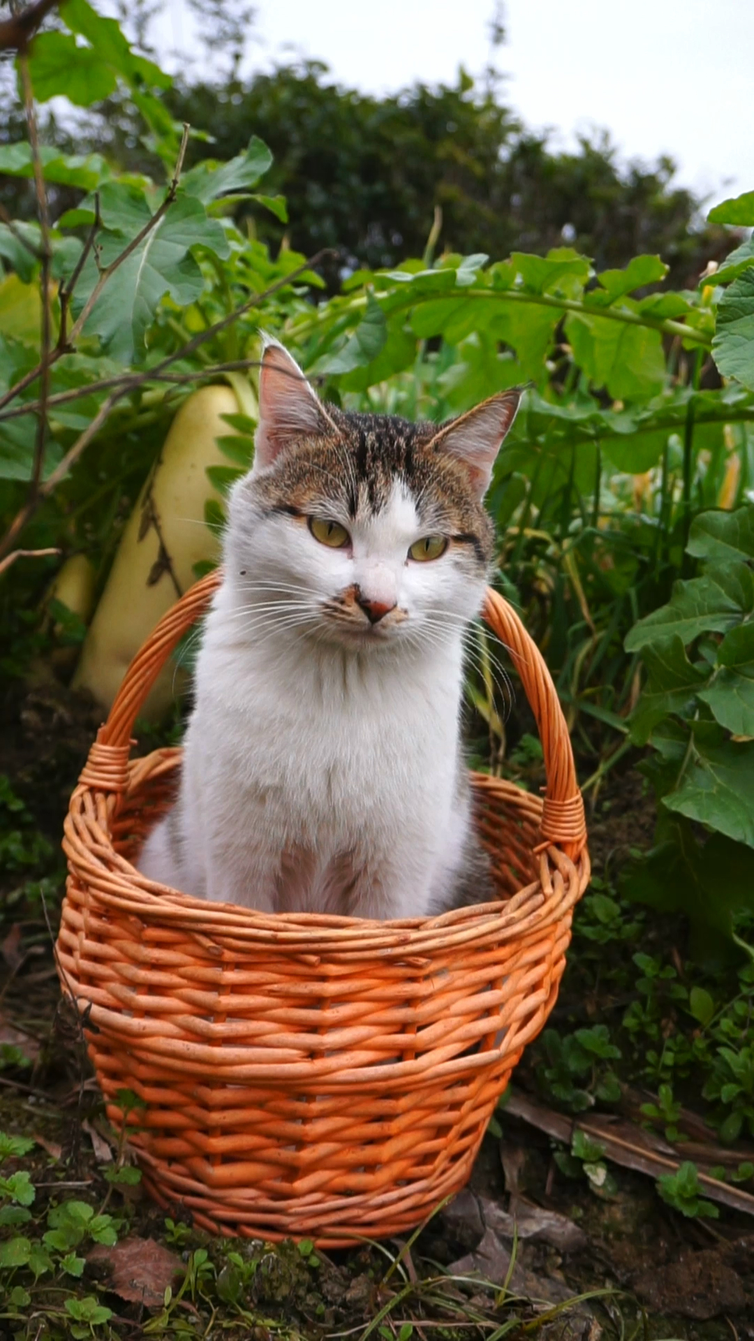 雪狸:珍珠叽又来了……那么吵.小鸟都被它们吓跑了