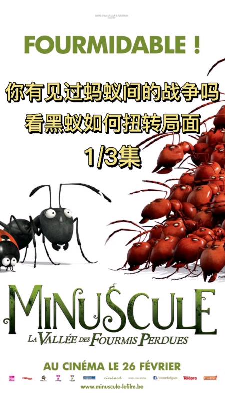 你有见过蚂蚁间的战争吗看黑蚁如何扭转局面