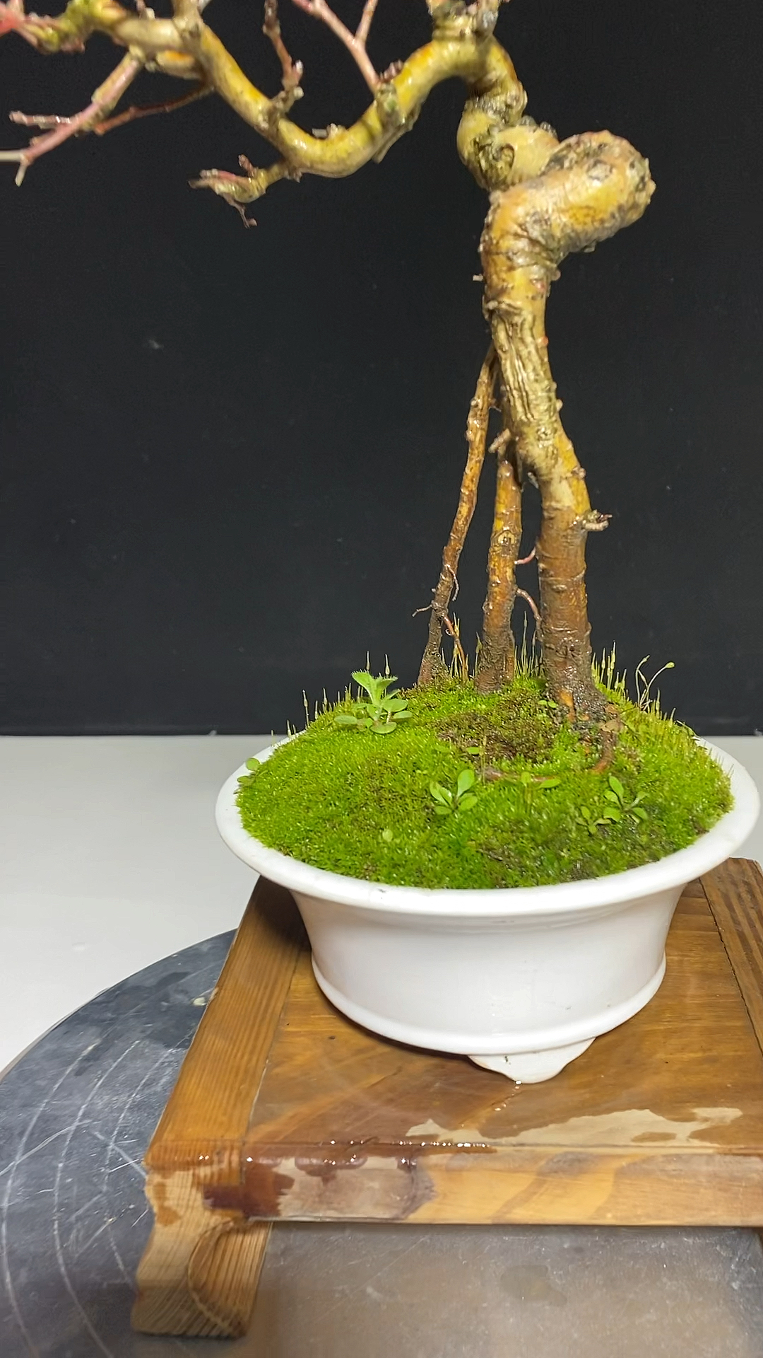 提根山里红山楂盆景