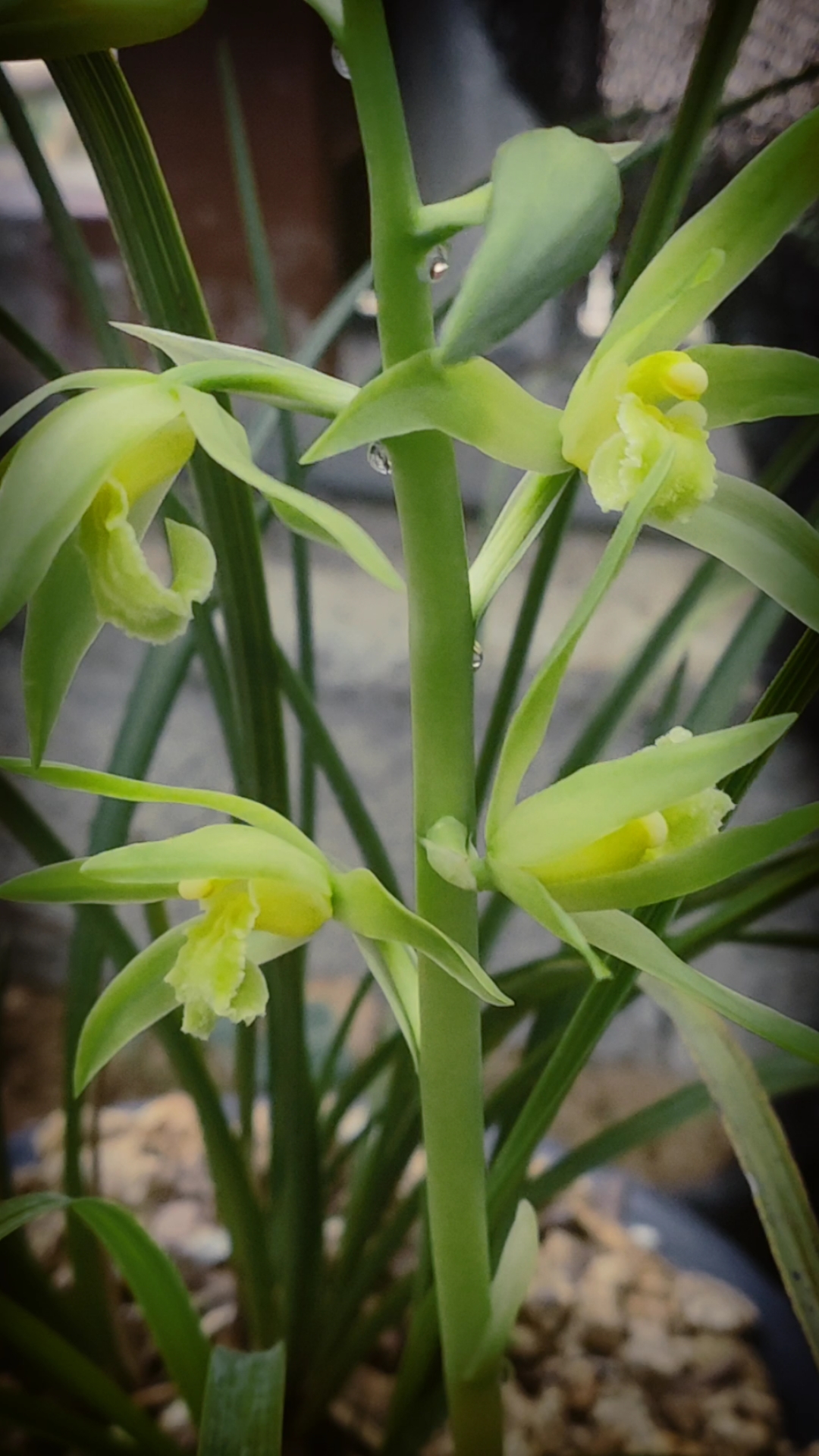 朋友们下午好远惠兰素心花太漂亮了也非常香是爱兰人必选喜欢惠兰的