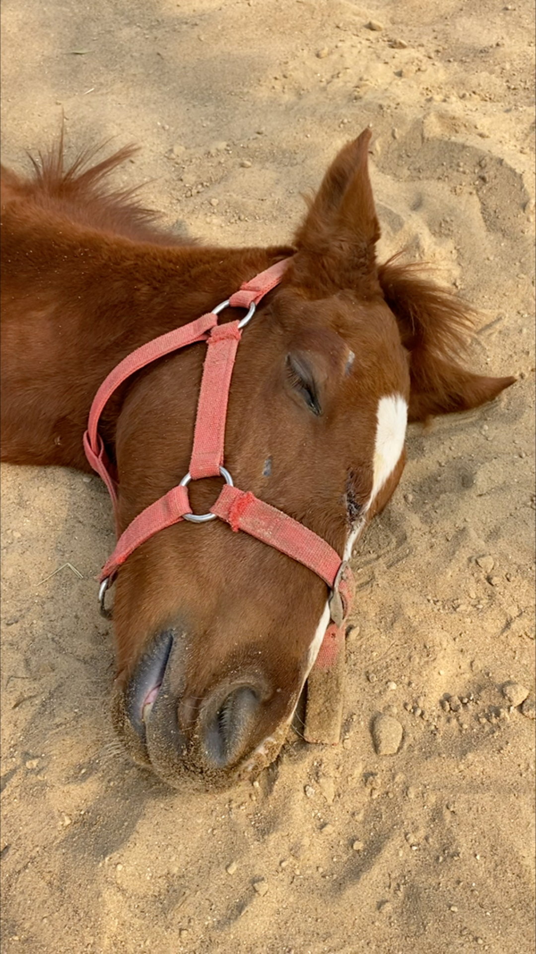 你们见过这么睡觉的小马吗?