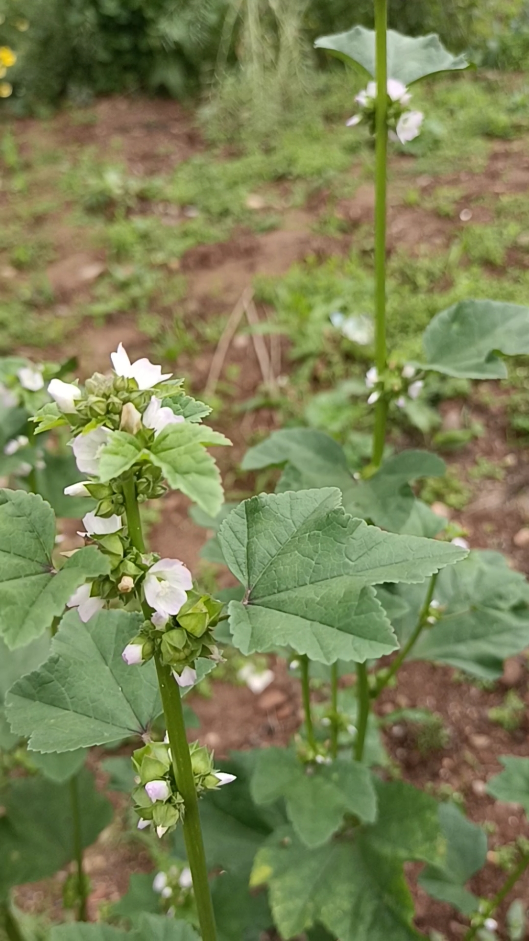 冬寒菜花的图片图片