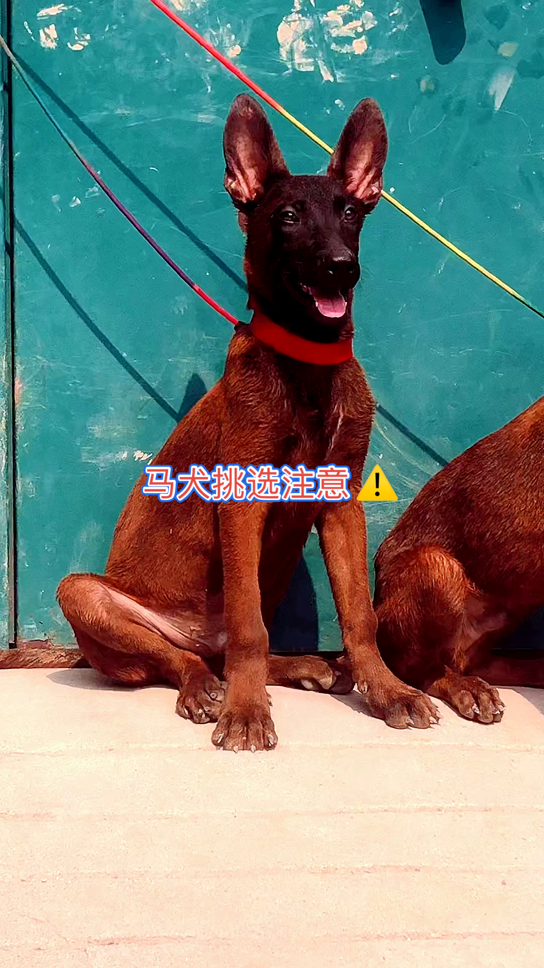 马犬马犬选什么样的适合养