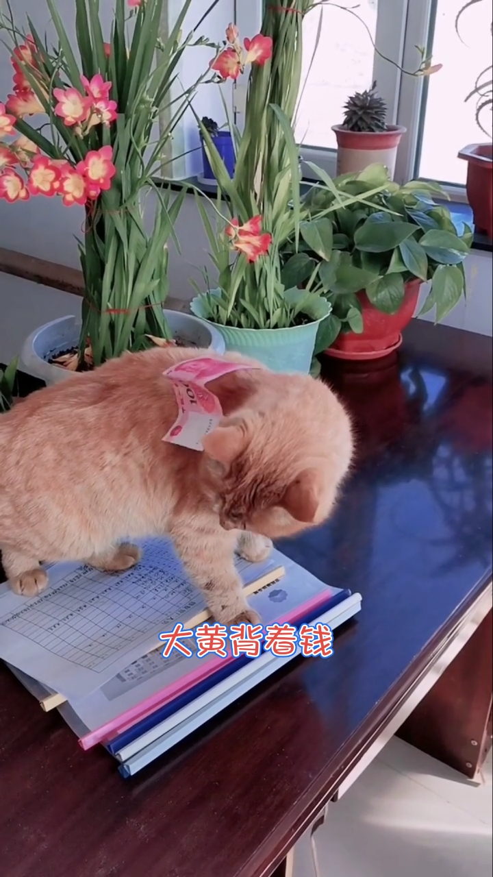 猫咪#大黄练习背钱