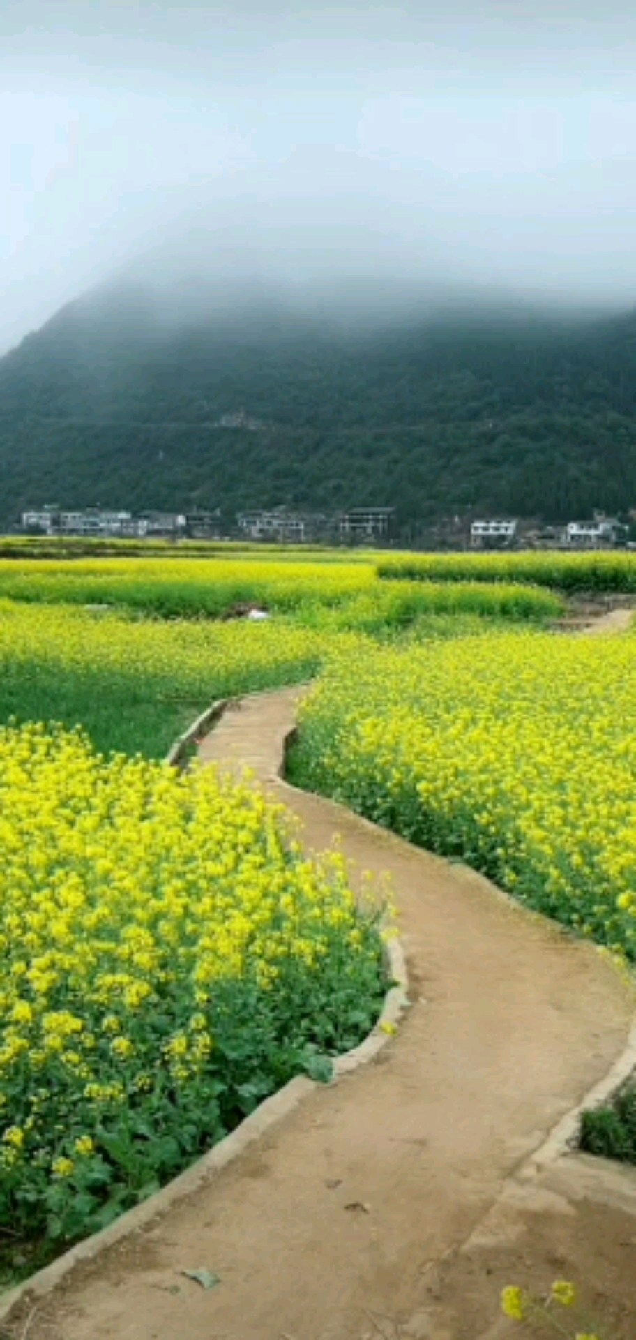 油菜花的生活环境图片