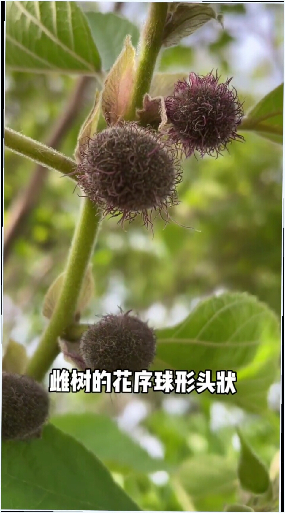 构树又称楮树别名楮桃野杨梅