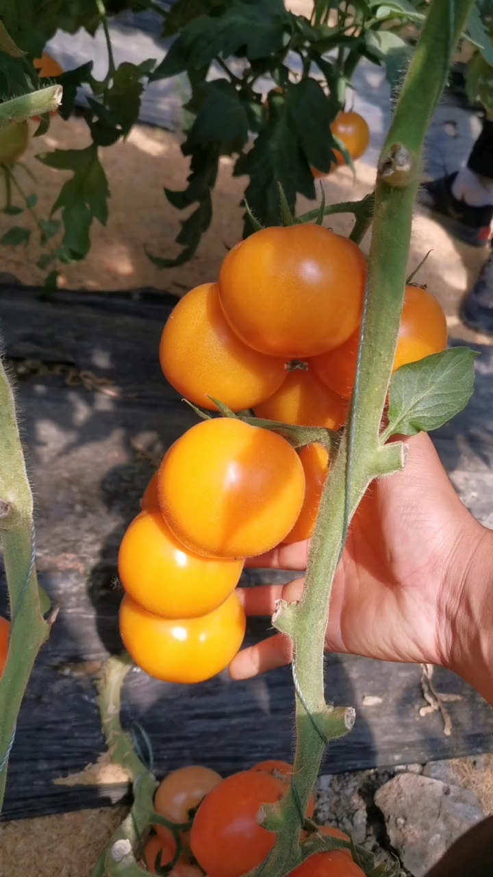 黄色精品柿子#黄色精品柿子,好看又好吃,产量还很高!