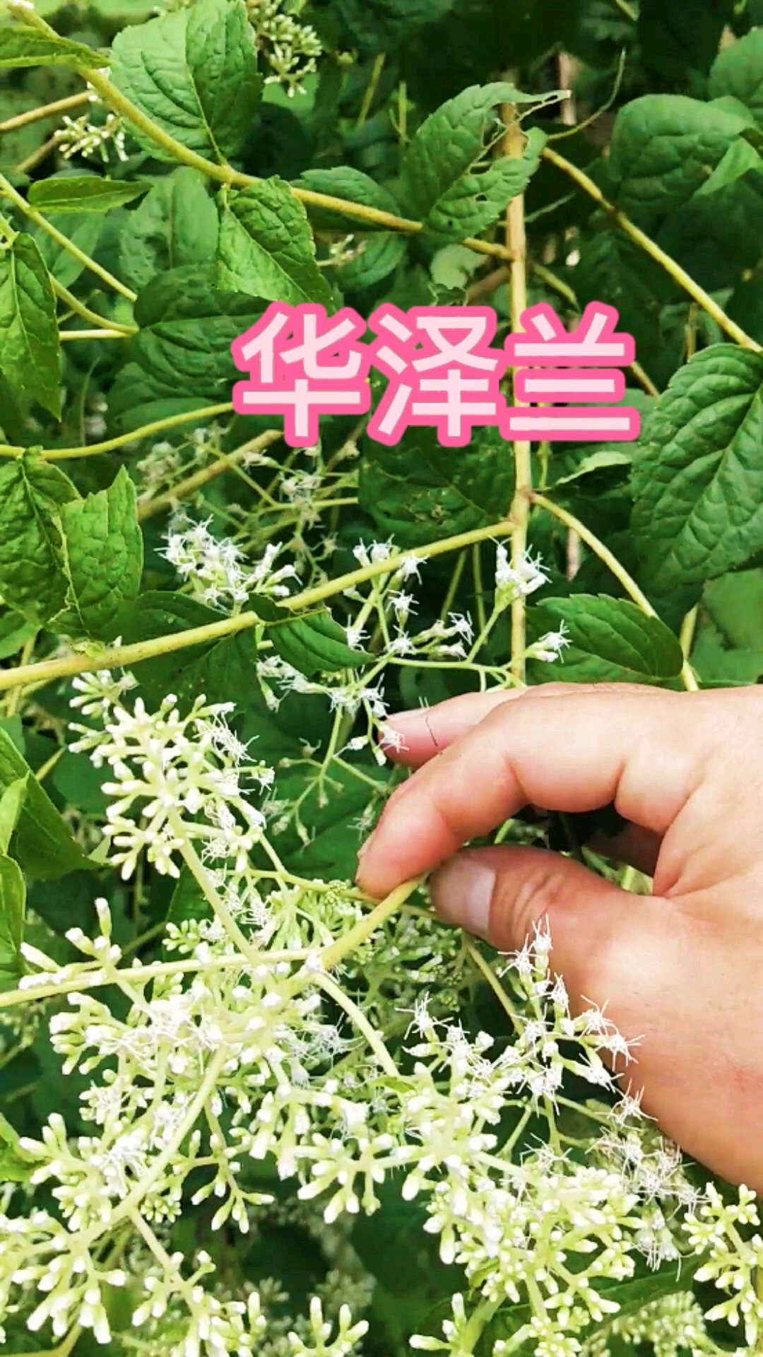 认识中草药#华泽兰别称大泽兰,多须公,六月雪等名,在湖南娄底新化