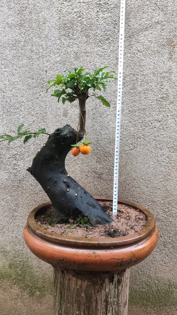 金弹子盆景#带果老桩金弹子,客户v13980270260