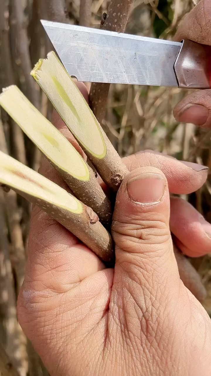春日小视频有奖征集活动柿子树嫁接技术改良品种进行嫁接