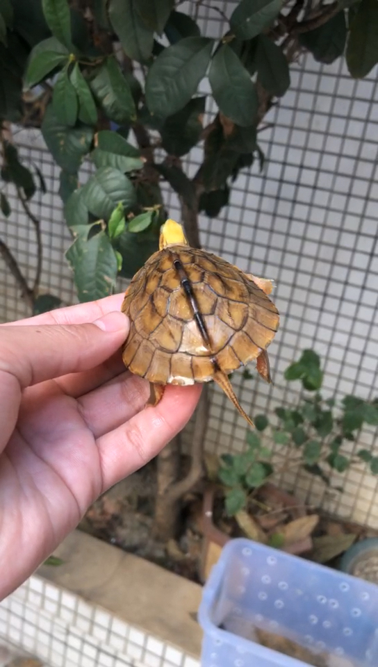 金钱龟海南种金钱龟色泽金黄大金头