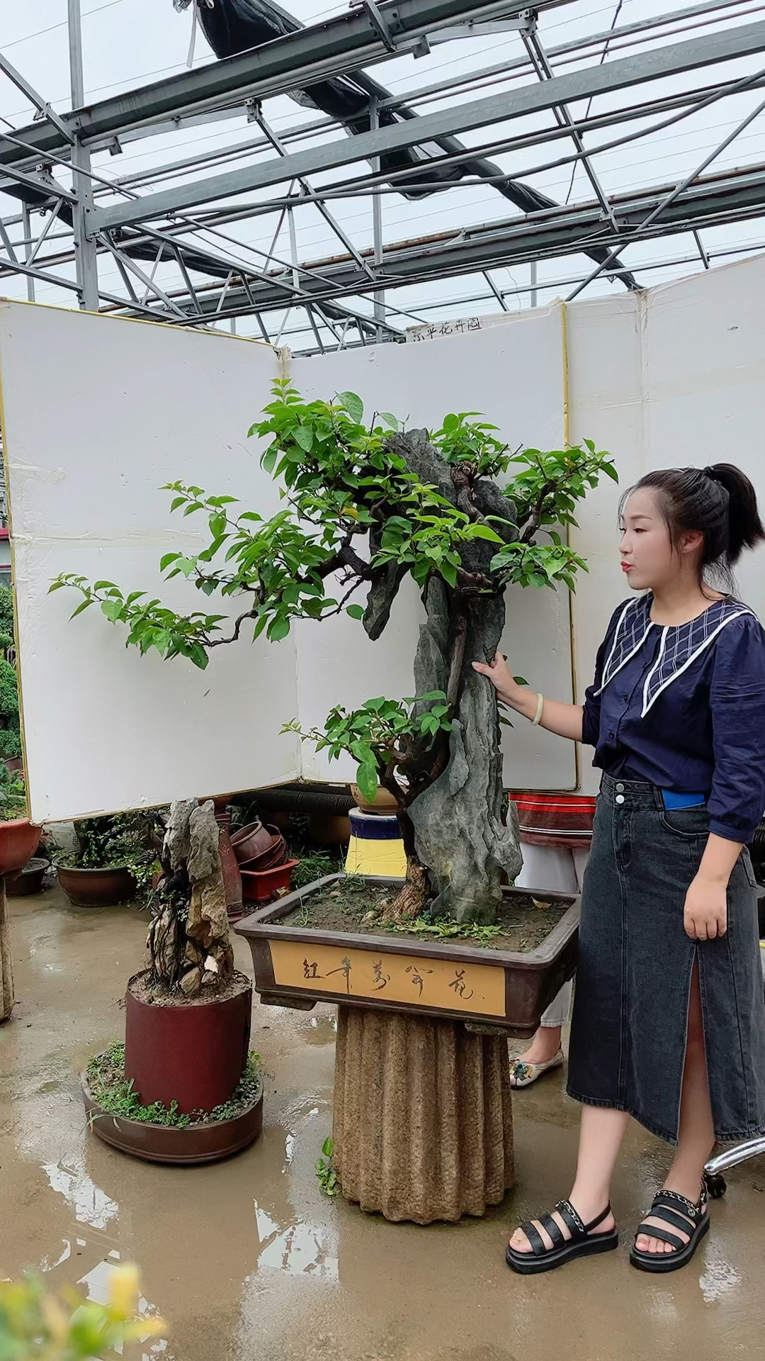 附石三角梅盆景