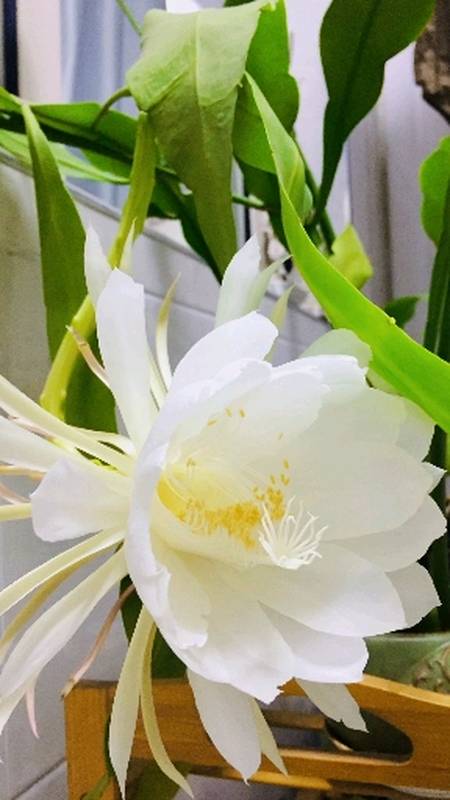 昙花一现为韦陀,情深不悔是娑婆.养了四年的昙花开了一朵.