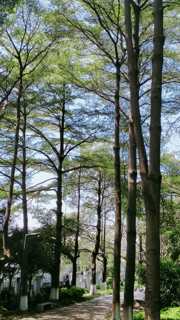 诗画方寸#树高千尺也忘不了根!