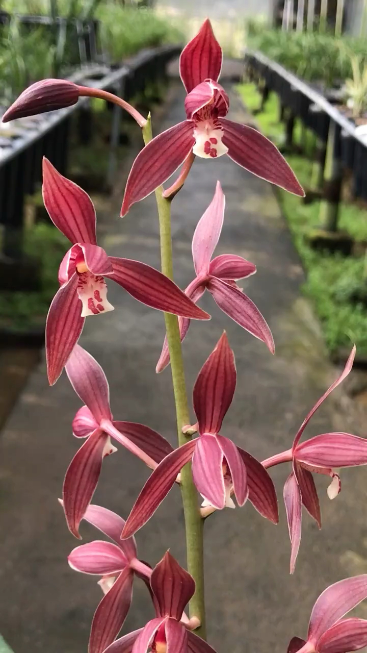 兰花秋榜喜洋洋花大色艳