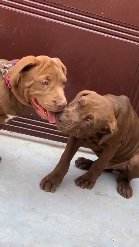 比特犬%比特精神%抖音助手#家有萌宠#比特幼犬