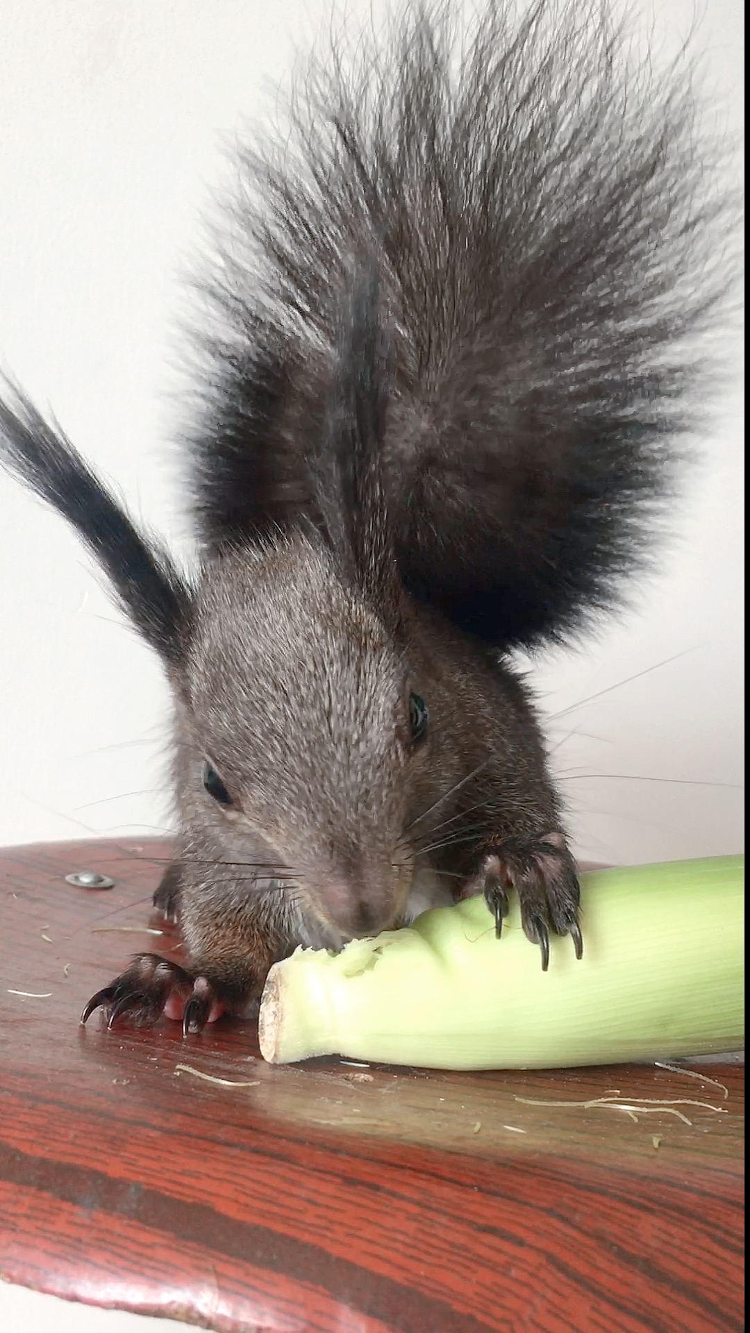 松鼠#吃点新鲜的!