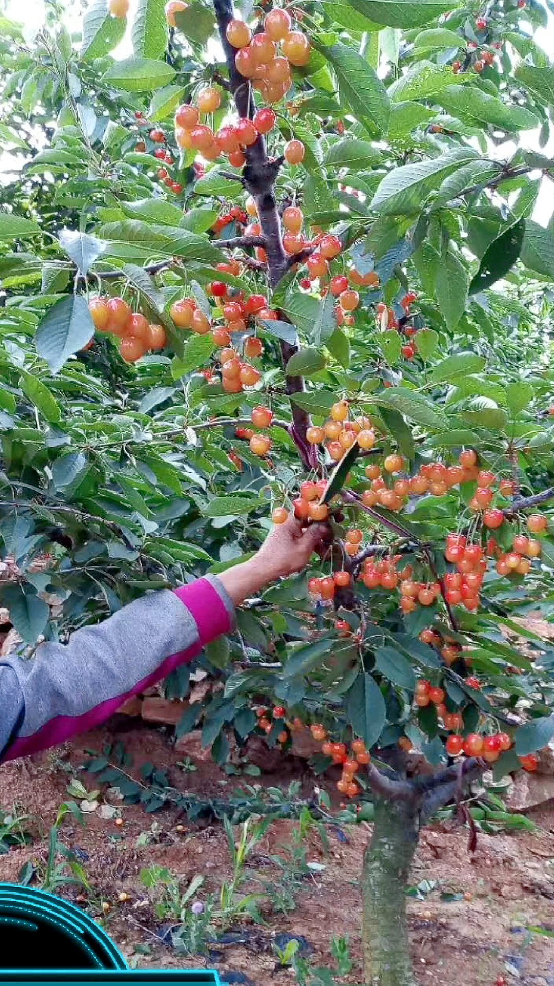 冰糖樱大樱桃品种介绍