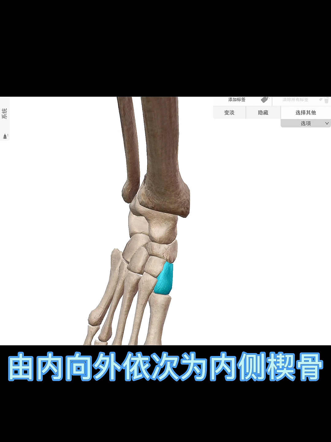 职业那些事儿科普足骨之楔骨