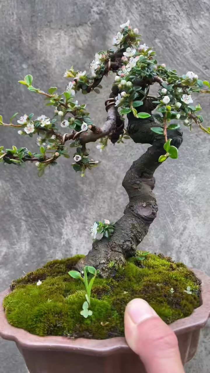 白花珍珠大果荀子