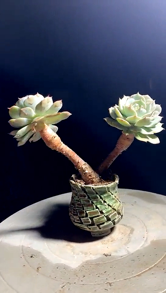 有一种可爱叫多肉!#妖娆的蓝巴黎配这样的盆绝了