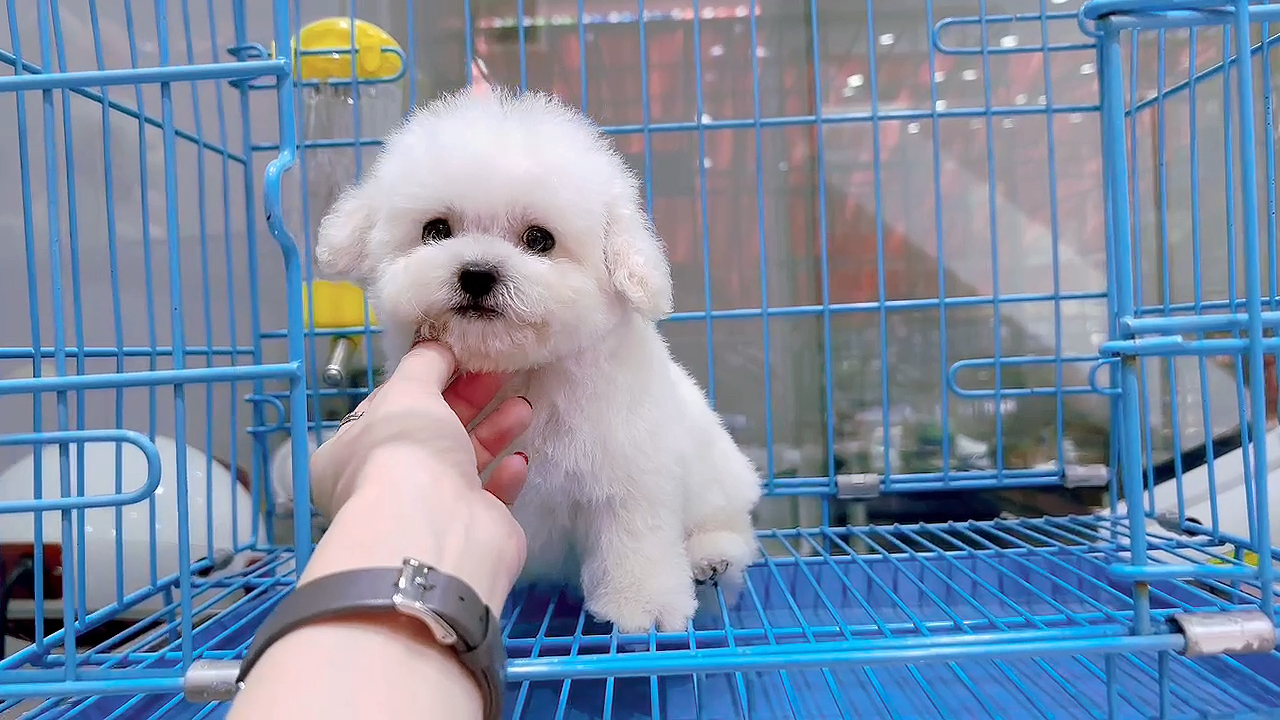 99精品小体型娃娃脸白色泰迪弟弟!-度小视