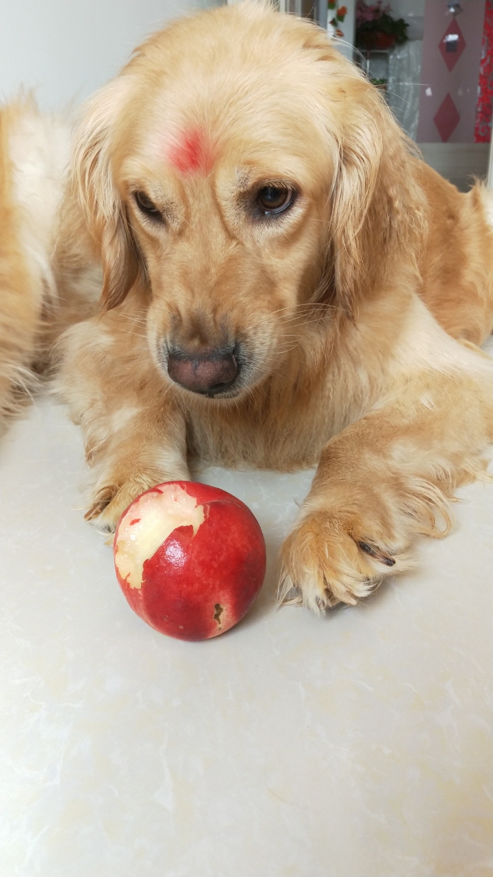 狗子:谁偷吃了我的桃?