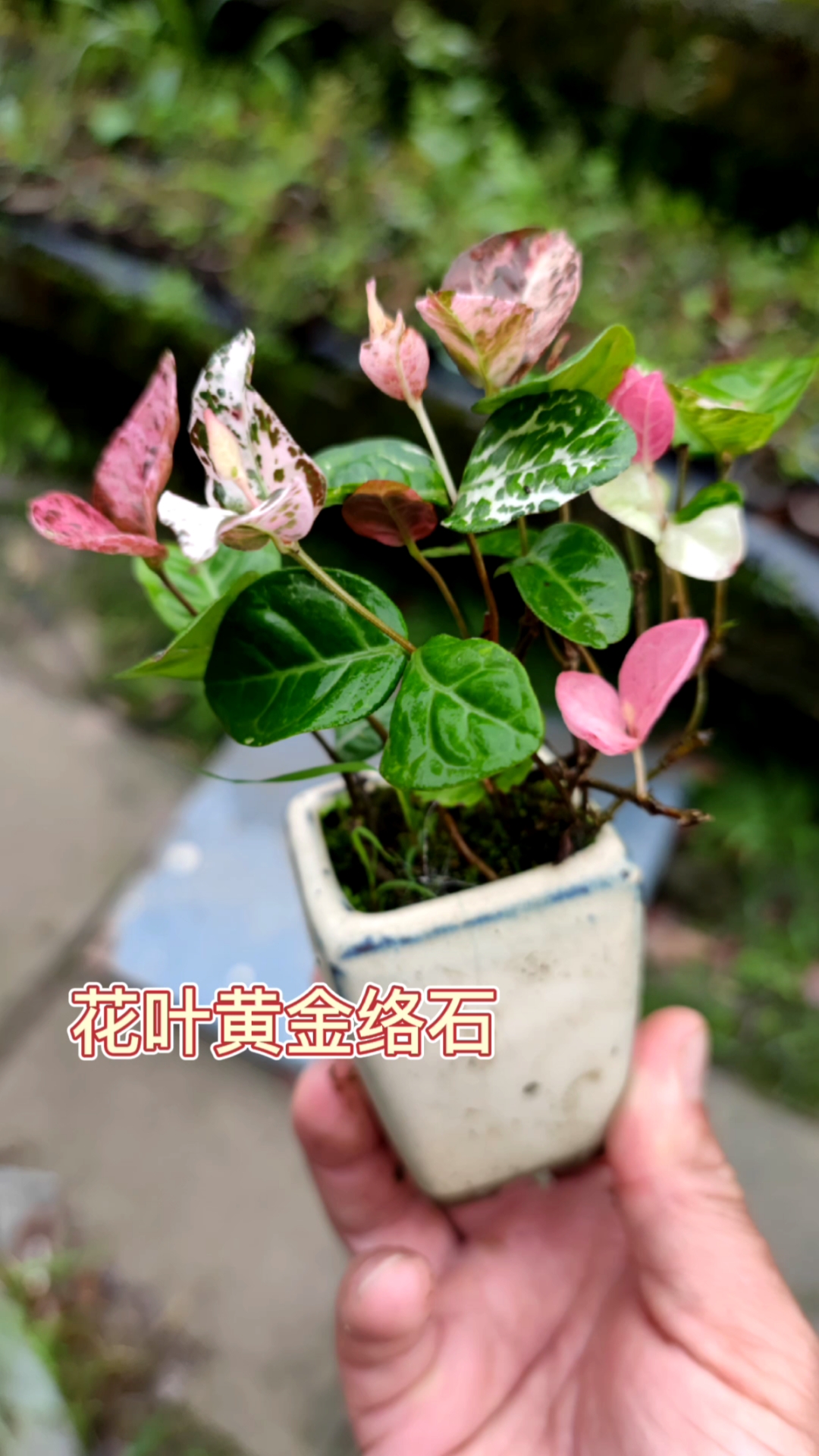 花卉绿植#叶络石黄金络石迷你盆景