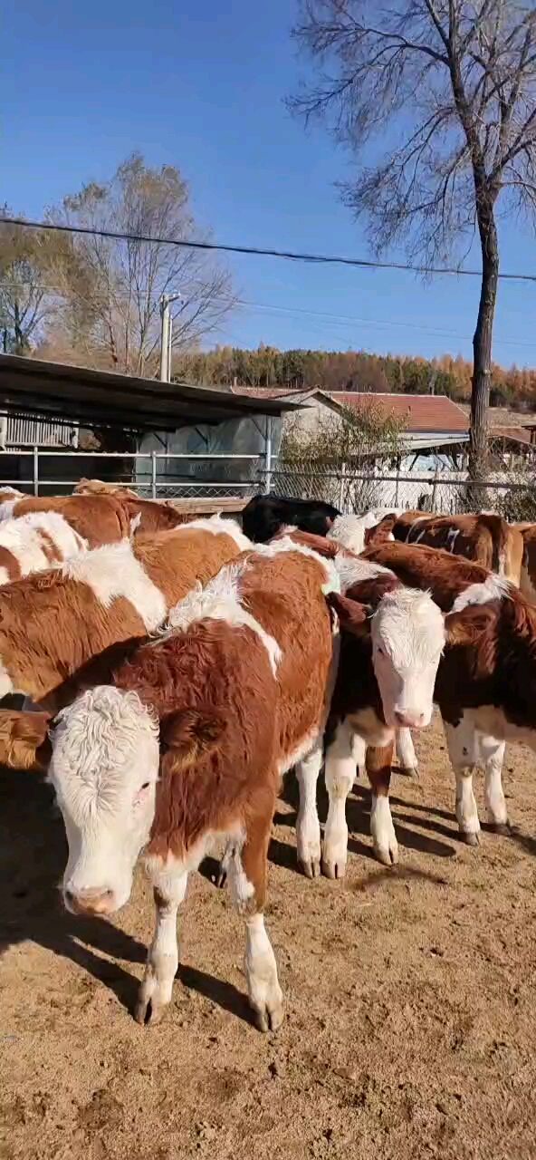 五百多斤红白花净脸小条子